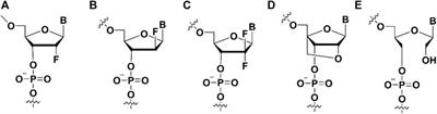 Chemically modified aptamers for improving binding affinity to the target proteins via enhanced non-covalent bonding